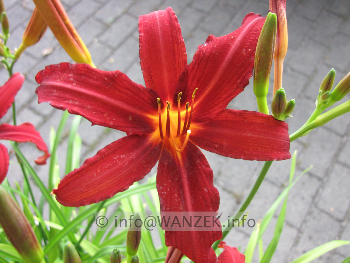 Hemerocallis Fire Byrt 1a.JPG